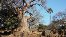 Biggest Baobab of Sénégal
